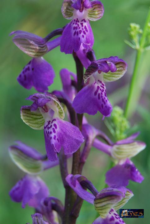 orchis morio picta.JPG